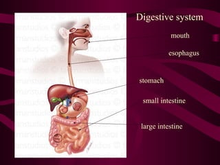 mouth
esophagus
stomach
small intestine
large intestine
Digestive system
 