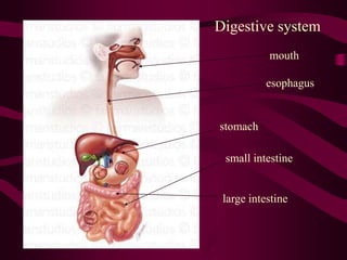 mouth
esophagus
stomach
small intestine
large intestine
Digestive system
 