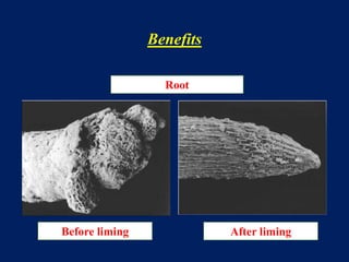 Benefits
Before liming After liming
Root
 