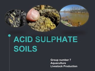 ACID SULPHATE
SOILS
Group number 7
Aquaculture
Livestock Production
 