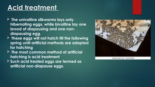 Acid treatment of silworm eggs for breaking the dormancy..pptx