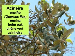 Aciñeira
enciño
(Quercus ilex)
encina
holm oak
chêne vert
azinheira
 