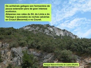 Os aciñeirais galegos son formacións de
pouca extensión pero de gran interexe
ecolóxico.
Atópanse nos vales do Sil, do Limia e do
Támega e asociados ás rochas calcárias
en Cruzul (Becerreá) e no Courel.
Parque Natural Enciña da Lastra (Rubiá)
 
