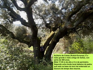 Aciñeira de Cobas (Rubiá-Ourense). É a
máis grande e máis antiga de Galiza, con
perto de 400 anos.
Mide 17,50 m de alto e 6 m de perímetro.
Segundo unha lenda local debaixo da pedra
que está na base do toro hai enterrado un
tesouro do tempo dos mouros.
 
