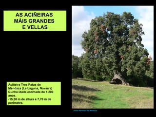 Javier Hermoso De Mendoza
Aciñeira Tres Patas de
Mendaza (La Laguna, Navarra)
Cunha idade estimada de 1.200
anos.
-15,50 m de altura e 7,70 m de
perímetro.
AS ACIÑEIRAS
MÁIS GRANDES
E VELLAS
 