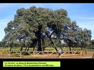 “La Terrona”, en Zarza de Montánchez (Cáceres)
-16 metros de altura, 7,75 m de perímetro e uns 800 anos.
 