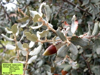 MONTAXE: Adela Leiro
FOTOS: Adela Leiro
Mon Daporta
Internet
Marzo 2015
 