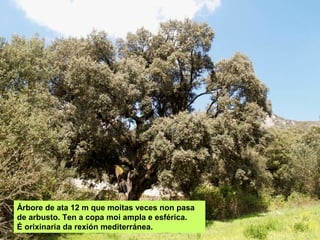 Árbore de ata 12 m que moitas veces non pasa
de arbusto. Ten a copa moi ampla e esférica.
É orixinaria da rexión mediterránea.
 