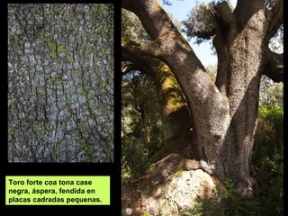 Toro forte coa tona case
negra, áspera, fendida en
placas cadradas pequenas.
 