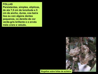 FOLLAS
Persistentes, simples, elípticas,
de ata 7,5 cm de lonxitude e 5
cm de ancho, duras, coa beira
lisa ou con algúns dentes
pequenos, co dereito de cor
verde-gris brillante e o envés
máis craro e veludo.
Bugallos sobre follas de aciñeira
 