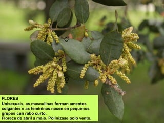FLORES
Unisexuais, as masculinas forman amentos
colgantes e as femininas nacen en pequenos
grupos cun rabo curto.
Florece de abril a maio. Polinízase polo vento.
♂
♀
 