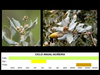 CICLO ANUAL-ACIÑEIRA
Folla
Flor
Froito
xaneiro febreiro marzo abril maio xuño xullo agosto setembro outubro novembro decembro
 