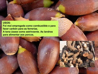 USOS:
Foi moi empregada como combustible e para
facer carbón para as ferrerías.
A tona úsase como astrinxente. As landras
para alimentar aos porcos.
 