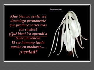 ¡Qué bien no sentir ese desosiego permanente que produce correr tras los sueños! ¡Qué bien! Ya aprendí a tener paciencia. El ser humano tarda mucho en madurar,…  ¿verdad? 