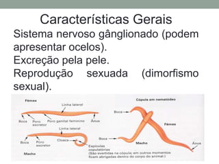 Características Gerais
Sistema nervoso gânglionado (podem
apresentar ocelos).
Excreção pela pele.
Reprodução sexuada (dimorfismo
sexual).
 