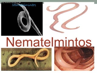 Nematelmintos
 