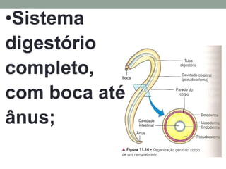 •Sistema
digestório
completo,
com boca até
ânus;
 