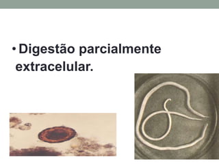 • Digestão parcialmente
 extracelular.
 
