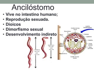 Ancilóstomo
•   Vive no intestino humano;
•   Reprodução sexuada.
•   Dioicos
•   Dimorfismo sexual
•   Desenvolvimento indireto
 