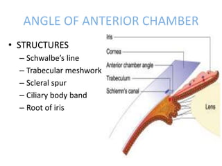 ANGLE OF ANTERIOR CHAMBER
• STRUCTURES
– Schwalbe’s line
– Trabecular meshwork
– Scleral spur
– Ciliary body band
– Root of iris
 