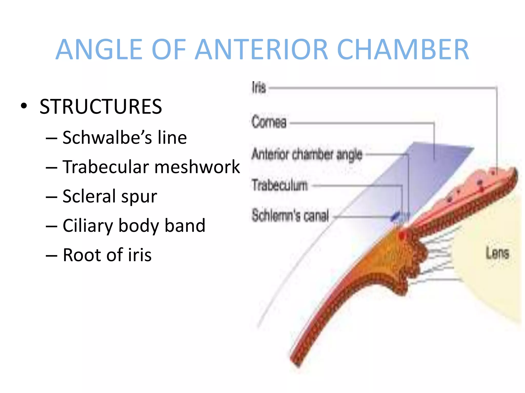ANGLE OF ANTERIOR CHAMBER
• STRUCTURES
– Schwalbe’s line
– Trabecular meshwork
– Scleral spur
– Ciliary body band
– Root of iris
 