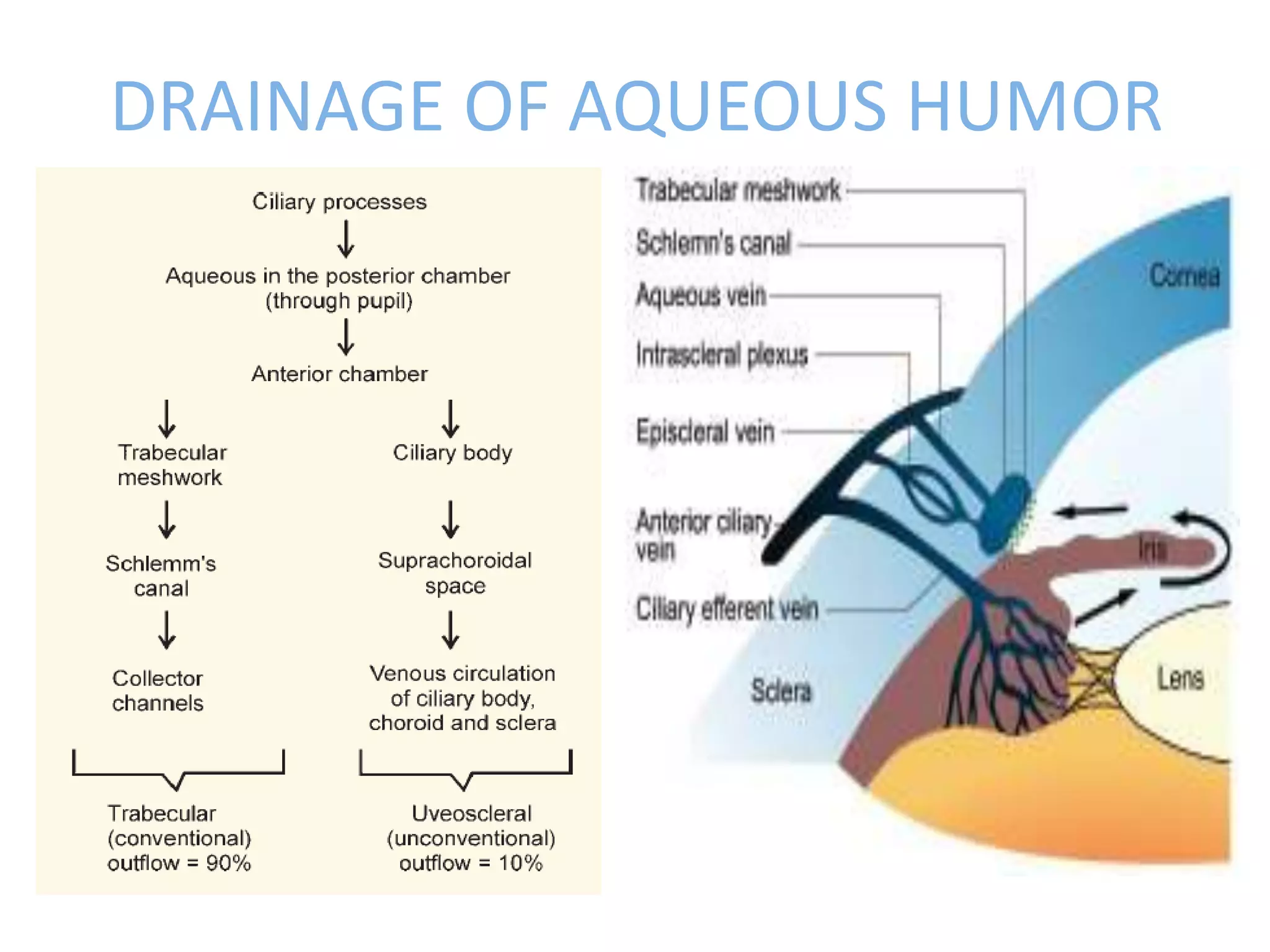 DRAINAGE OF AQUEOUS HUMOR
 