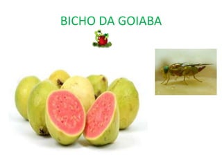 BICHO DA GOIABA