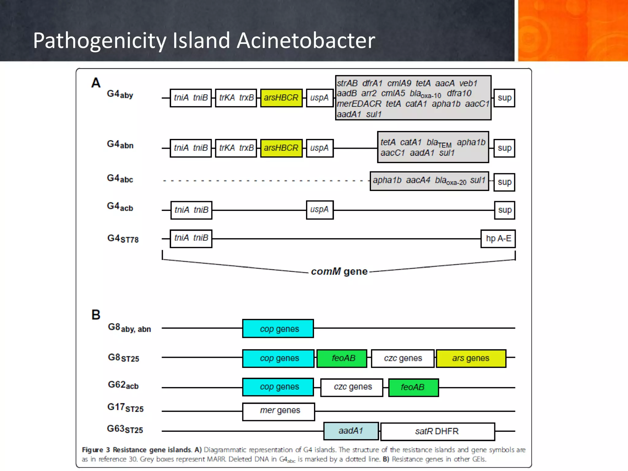 Pathogenicity Island Acinetobacter

 