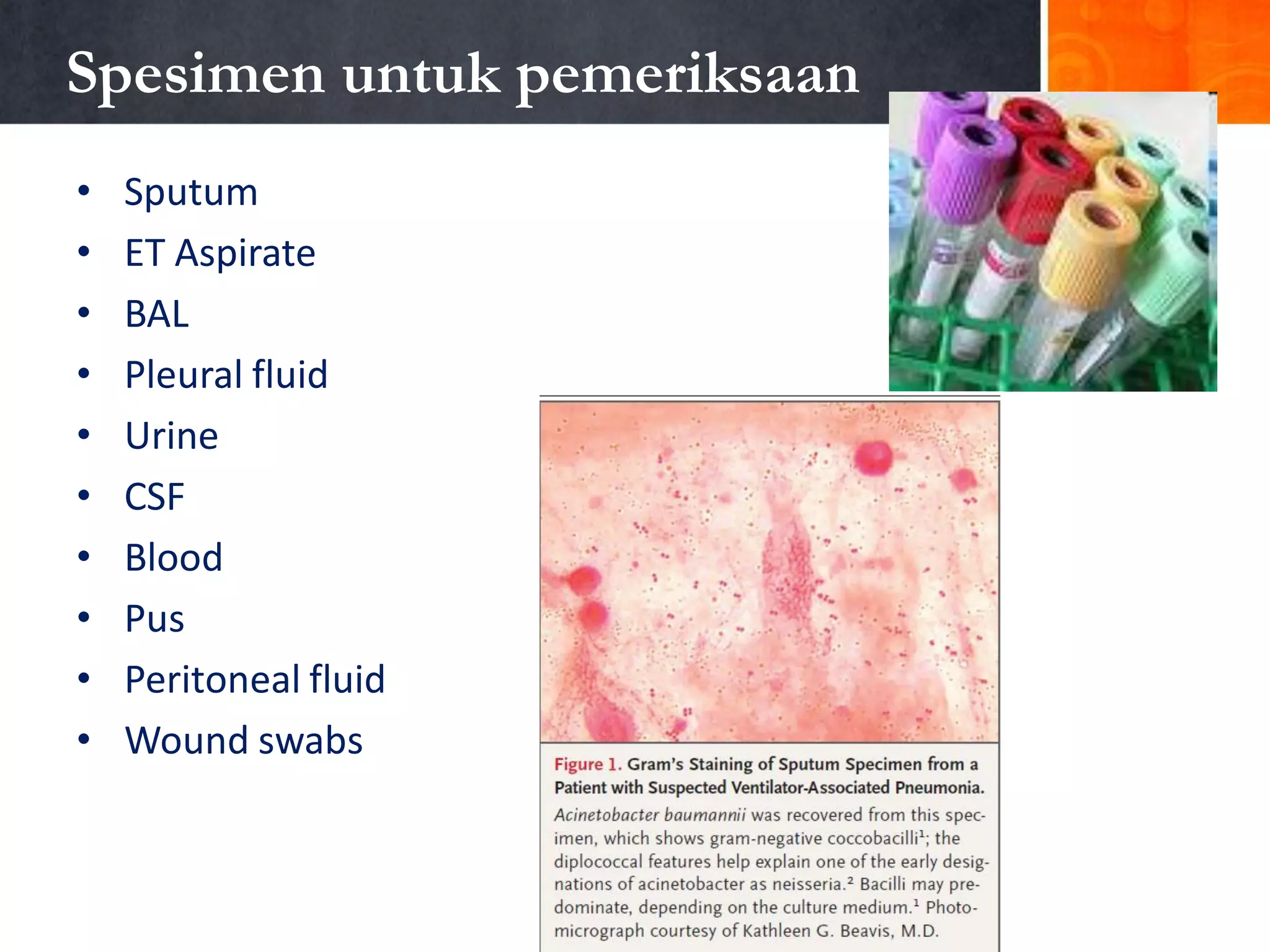 Spesimen untuk pemeriksaan
•
•
•
•
•
•
•
•
•
•

Sputum
ET Aspirate
BAL
Pleural fluid
Urine
CSF
Blood
Pus
Peritoneal fluid
Wound swabs

 
