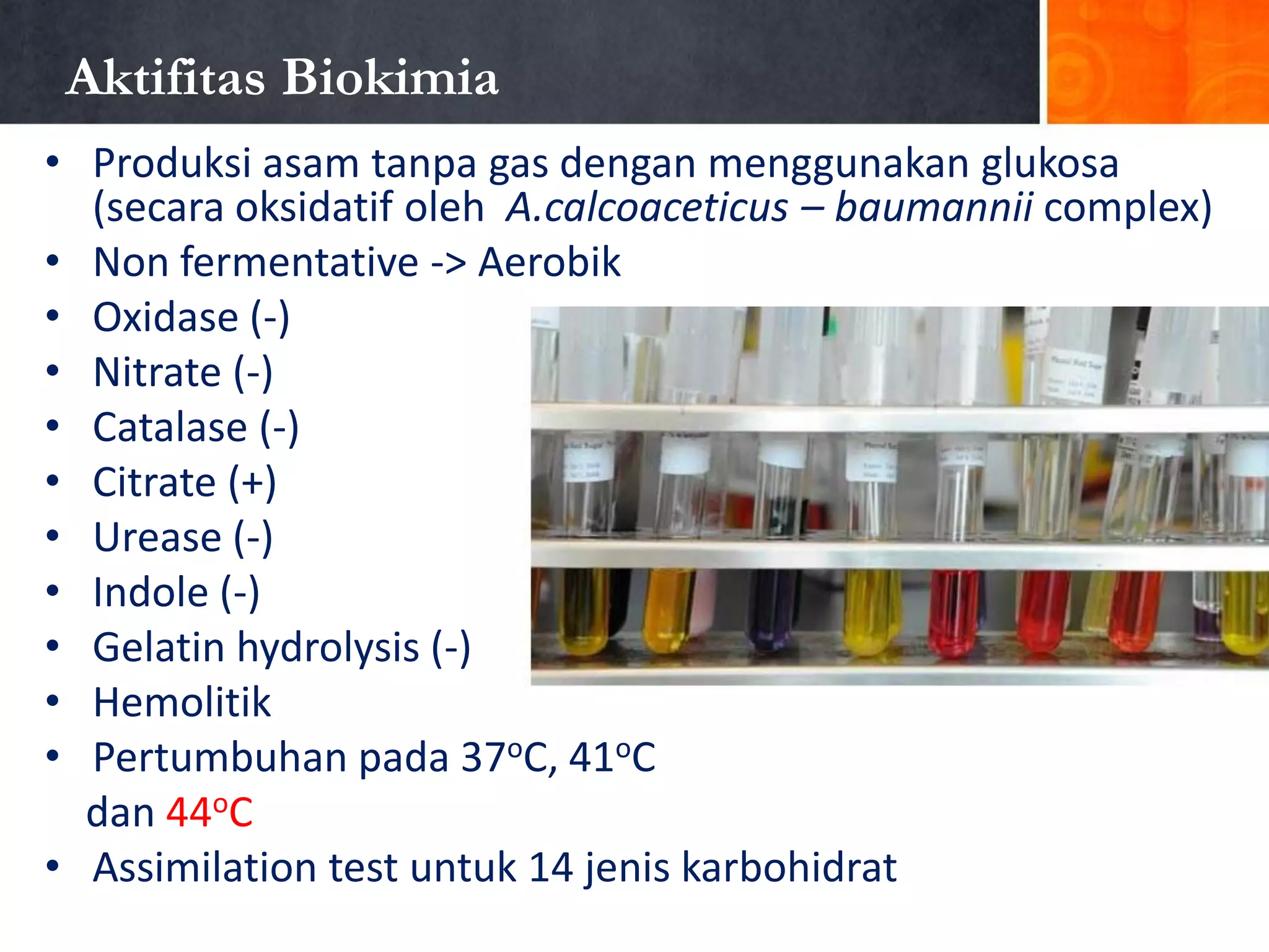 Aktifitas Biokimia
• Produksi asam tanpa gas dengan menggunakan glukosa
(secara oksidatif oleh A.calcoaceticus – baumannii complex)
• Non fermentative -> Aerobik
• Oxidase (-)
• Nitrate (-)
• Catalase (-)
• Citrate (+)
• Urease (-)
• Indole (-)
• Gelatin hydrolysis (-)
• Hemolitik
• Pertumbuhan pada 37oC, 41oC
dan 44oC
• Assimilation test untuk 14 jenis karbohidrat

 