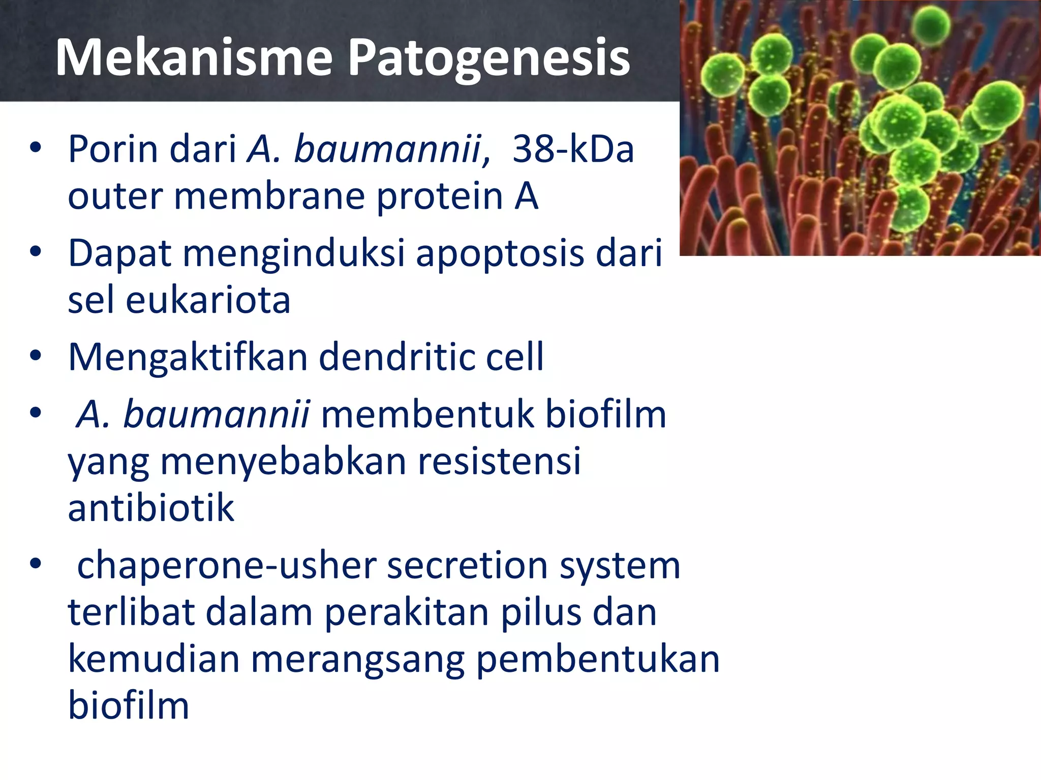 Mekanisme Patogenesis
• Porin dari A. baumannii, 38-kDa
outer membrane protein A
• Dapat menginduksi apoptosis dari
sel eukariota
• Mengaktifkan dendritic cell
• A. baumannii membentuk biofilm
yang menyebabkan resistensi
antibiotik
• chaperone-usher secretion system
terlibat dalam perakitan pilus dan
kemudian merangsang pembentukan
biofilm

 