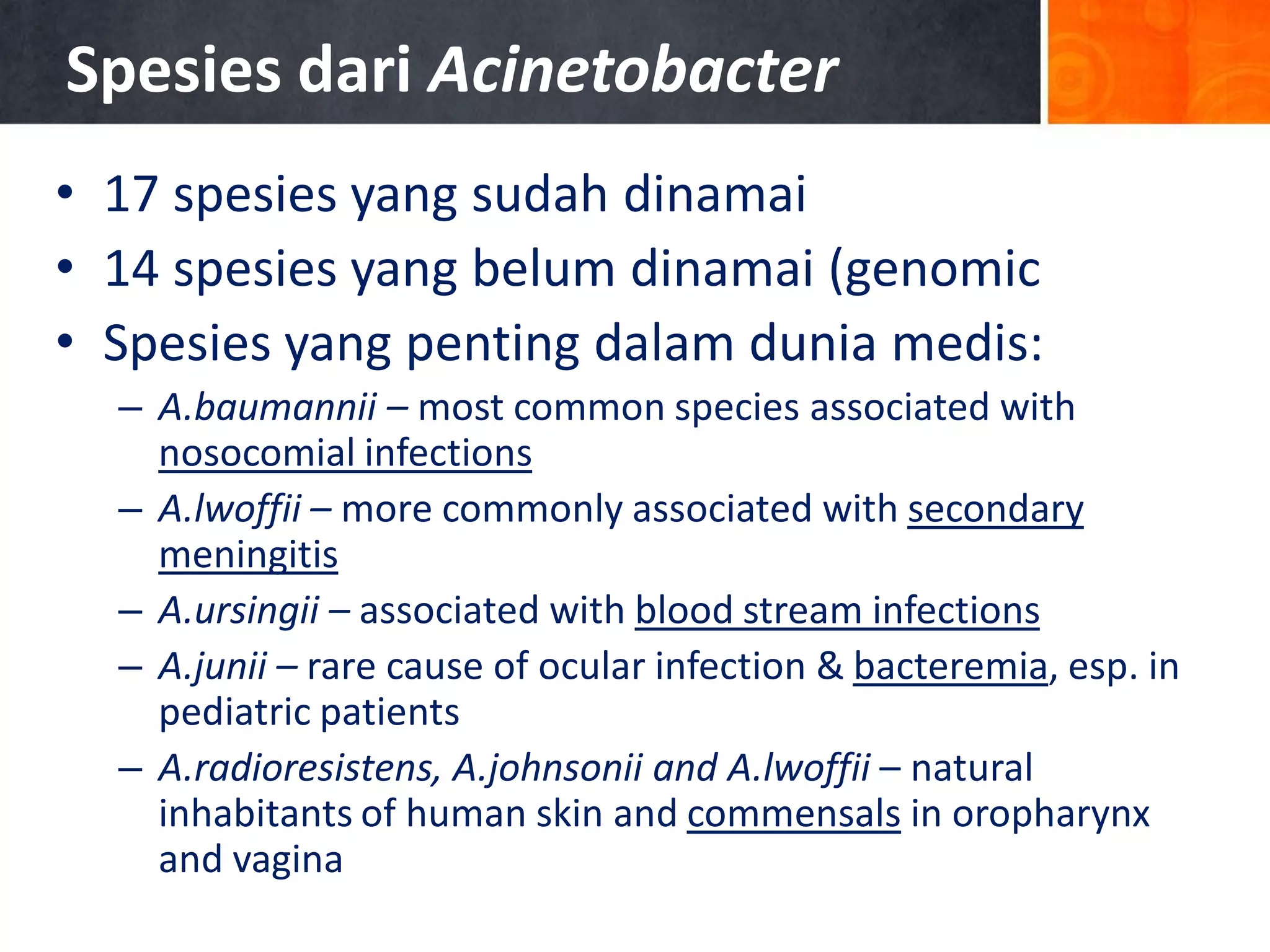 Spesies dari Acinetobacter
• 17 spesies yang sudah dinamai
• 14 spesies yang belum dinamai (genomic
• Spesies yang penting dalam dunia medis:
– A.baumannii – most common species associated with
nosocomial infections
– A.lwoffii – more commonly associated with secondary
meningitis
– A.ursingii – associated with blood stream infections
– A.junii – rare cause of ocular infection & bacteremia, esp. in
pediatric patients
– A.radioresistens, A.johnsonii and A.lwoffii – natural
inhabitants of human skin and commensals in oropharynx
and vagina

 