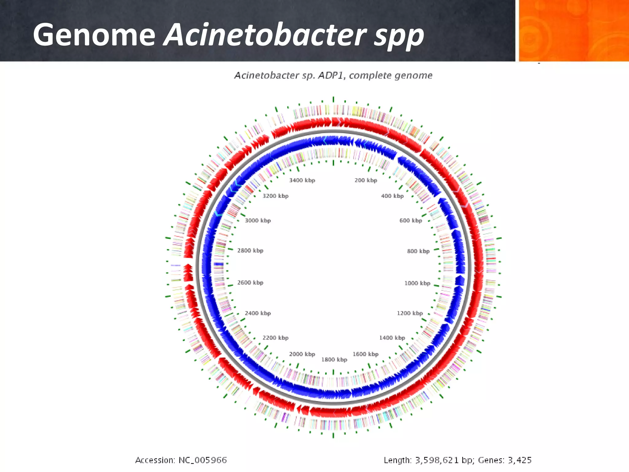 Genome Acinetobacter spp

 