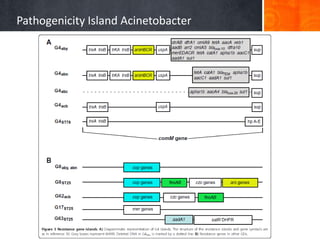 Pathogenicity Island Acinetobacter

 
