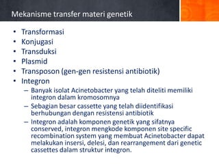 Mekanisme transfer materi genetik
•
•
•
•
•
•

Transformasi
Konjugasi
Transduksi
Plasmid
Transposon (gen-gen resistensi antibiotik)
Integron
– Banyak isolat Acinetobacter yang telah diteliti memiliki
integron dalam kromosomnya
– Sebagian besar cassette yang telah diidentifikasi
berhubungan dengan resistensi antibiotik
– Integron adalah komponen genetik yang sifatnya
conserved, integron mengkode komponen site specific
recombination system yang membuat Acinetobacter dapat
melakukan insersi, delesi, dan rearrangement dari genetic
cassettes dalam struktur integron.

 