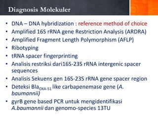 Diagnosis Molekuler
•
•
•
•
•
•

DNA – DNA hybridization : reference method of choice
Amplified 16S rRNA gene Restriction Analysis (ARDRA)
Amplified Fragment Length Polymorphism (AFLP)
Ribotyping
tRNA spacer fingerprinting
Analisis restriksi dari16S-23S rRNA intergenic spacer
sequences
• Analisis Sekuens gen 16S-23S rRNA gene spacer region
• Deteksi BlaOXA-51 like carbapenemase gene (A.
baumannii)
• gyrB gene based PCR untuk mengidentifikasi
A.baumannii dan genomo-species 13TU

 