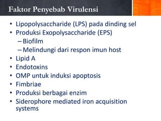 Faktor Penyebab Virulensi
• Lipopolysaccharide (LPS) pada dinding sel
• Produksi Exopolysaccharide (EPS)
– Biofilm
– Melindungi dari respon imun host
• Lipid A
• Endotoxins
• OMP untuk induksi apoptosis
• Fimbriae
• Produksi berbagai enzim
• Siderophore mediated iron acquisition
systems

 