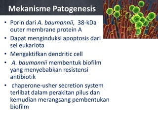 Mekanisme Patogenesis
• Porin dari A. baumannii, 38-kDa
outer membrane protein A
• Dapat menginduksi apoptosis dari
sel eukariota
• Mengaktifkan dendritic cell
• A. baumannii membentuk biofilm
yang menyebabkan resistensi
antibiotik
• chaperone-usher secretion system
terlibat dalam perakitan pilus dan
kemudian merangsang pembentukan
biofilm

 