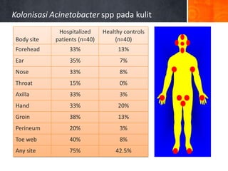 Kolonisasi Acinetobacter spp pada kulit
Body site

Hospitalized
patients (n=40)

Healthy controls
(n=40)

Forehead

33%

13%

Ear

35%

7%

Nose

33%

8%

Throat

15%

0%

Axilla

33%

3%

Hand

33%

20%

Groin

38%

13%

Perineum

20%

3%

Toe web

40%

8%

Any site

75%

42.5%

A. baumanii isolated from 2 patients & 1 control only

Seifert H et al. J Clin Microbiol 1997;
35:2819-2825.

 