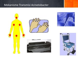 Mekanisme Transmisi Acinetobacter

 