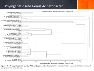 Phylogenetic Tree Genus Acinetobacter

 