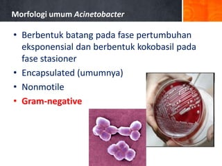 Morfologi umum Acinetobacter

• Berbentuk batang pada fase pertumbuhan
eksponensial dan berbentuk kokobasil pada
fase stasioner
• Encapsulated (umumnya)
• Nonmotile
• Gram-negative

 