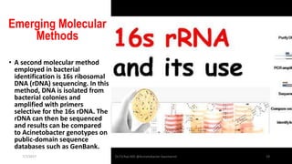 Emerging Molecular
Methods
• A second molecular method
employed in bacterial
identification is 16s ribosomal
DNA (rDNA) sequencing. In this
method, DNA is isolated from
bacterial colonies and
amplified with primers
selective for the 16s rDNA. The
rDNA can then be sequenced
and results can be compared
to Acinetobacter genotypes on
public-domain sequence
databases such as GenBank.
7/7/2017 Dr.T.V.Rao MD @Acinetobacter baumannii 19
 