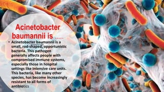 Acinetobacter
baumannii is …..
• Acinetobacter baumannii is a
small, rod-shaped, opportunistic
bacteria. This pathogen
generally affects people with
compromised immune systems,
especially those in hospital
settings like intensive care units.
This bacteria, like many other
species, has become increasingly
resistant to all forms of
antibiotics7/7/2017 Dr.T.V.Rao MD @Acinetobacter baumannii 6
 