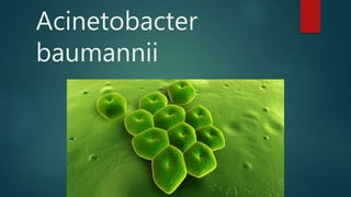 Acinetobacter
baumannii
 