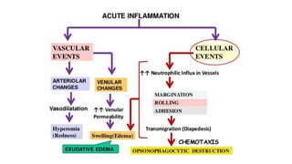 ACUTE INFLAMMATION- CHEMICAL MEDIATORS AND ROLE OF LYMPHATICS AN OVER ...