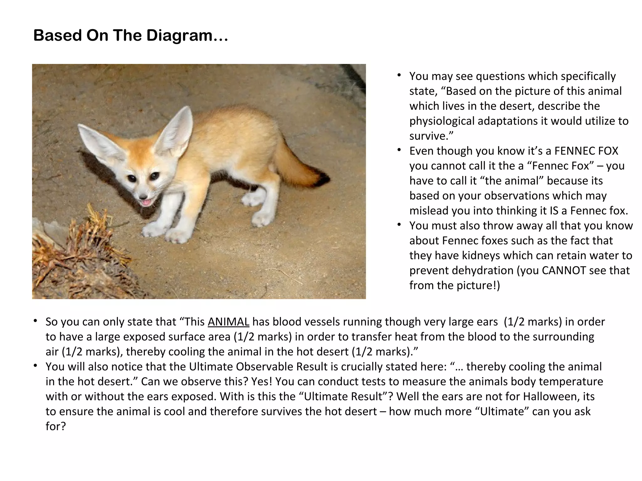 Based On The Diagram…
• You may see questions which specifically
state, “Based on the picture of this animal
which lives in the desert, describe the
physiological adaptations it would utilize to
survive.”
• Even though you know it’s a FENNEC FOX
you cannot call it the a “Fennec Fox” – you
have to call it “the animal” because its
based on your observations which may
mislead you into thinking it IS a Fennec fox.
• You must also throw away all that you know
about Fennec foxes such as the fact that
they have kidneys which can retain water to
prevent dehydration (you CANNOT see that
from the picture!)
• So you can only state that “This ANIMAL has blood vessels running though very large ears (1/2 marks) in order
to have a large exposed surface area (1/2 marks) in order to transfer heat from the blood to the surrounding
air (1/2 marks), thereby cooling the animal in the hot desert (1/2 marks).”
• You will also notice that the Ultimate Observable Result is crucially stated here: “… thereby cooling the animal
in the hot desert.” Can we observe this? Yes! You can conduct tests to measure the animals body temperature
with or without the ears exposed. With is this the “Ultimate Result”? Well the ears are not for Halloween, its
to ensure the animal is cool and therefore survives the hot desert – how much more “Ultimate” can you ask
for?
 