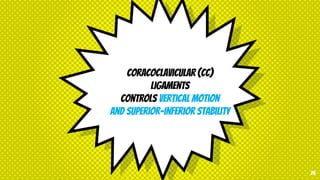 coracoclavicular (CC)
ligaments
controls vertical motion
and superior-inferior stability
26
 