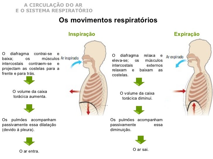 Apenas O Movimento Do Pulmão Promove A Inspiração