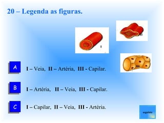 20 – Legenda as figuras. I –  Artéria,  II –  Veia,  III -  Capilar. I –  Veia,  II –  Artéria,  III -  Capilar.  I –  Capilar,  II –  Veia,  III -  Artéria. seguinte A C B III I II 